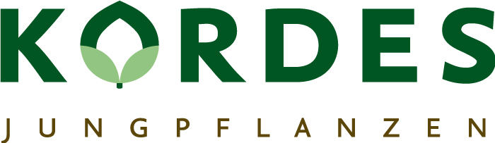 Kordes Jungpflanzen