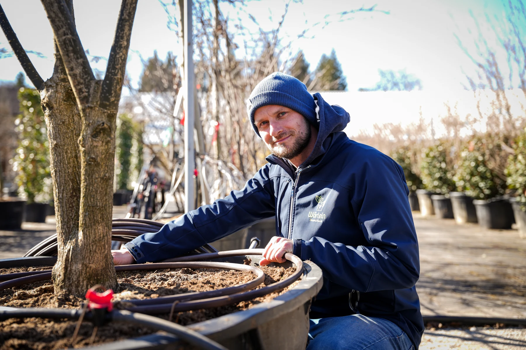 Ein Mitarbeiter der Baumschule Wöhrlein bei der Arbeit an einem Baum