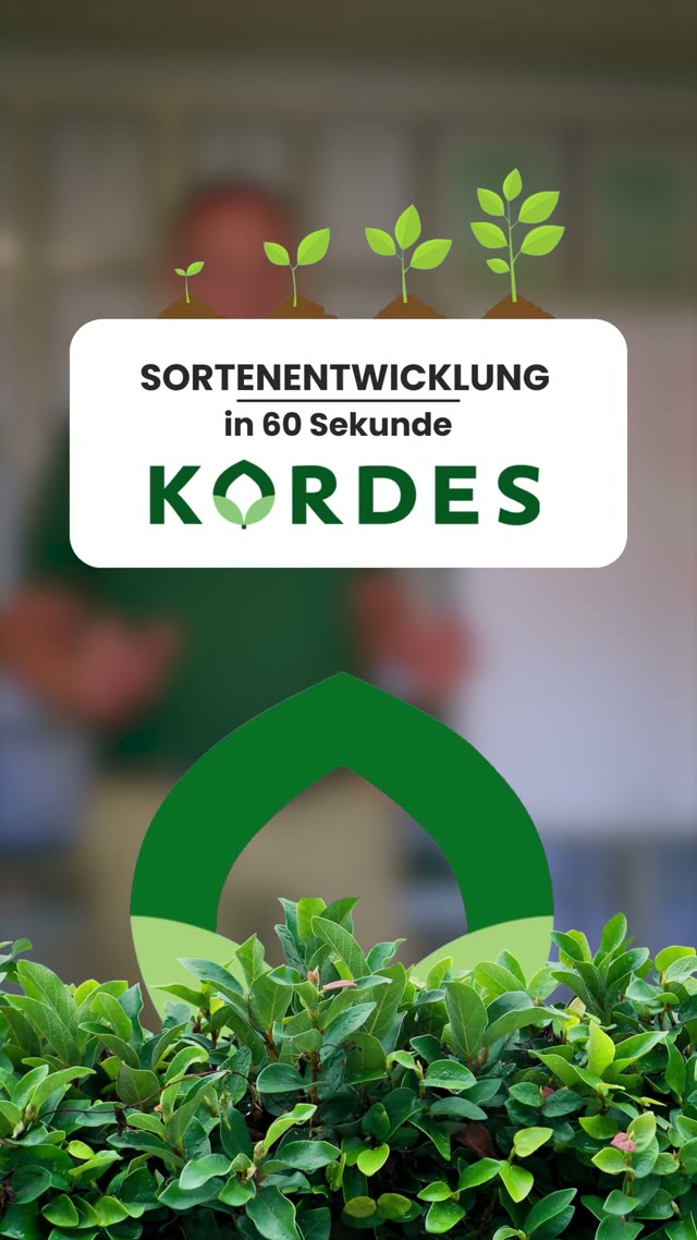 Wie neue Sorten entstehen – Kordes Jungpflanzen