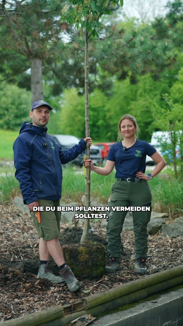 Pflanzfehler vermeiden – Wörlein Baumschulen